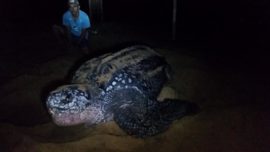 desova tartaruga de couro regencia es