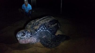 desova tartaruga de couro regencia es