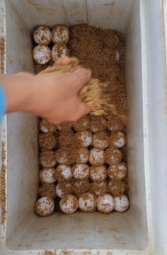 tecnicas manejo de ninho tamar regencia