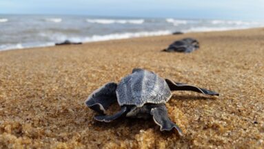 nascimento filhote de tartaruga gigante praia regencia