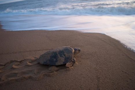tartaruga cabecuda retorna pro mar apos desova regencia