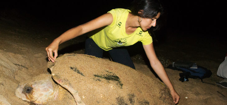 Curso Biologia Reprodutiva e conservação de Tartarugas Marinhas 15 a 17 de dezembro