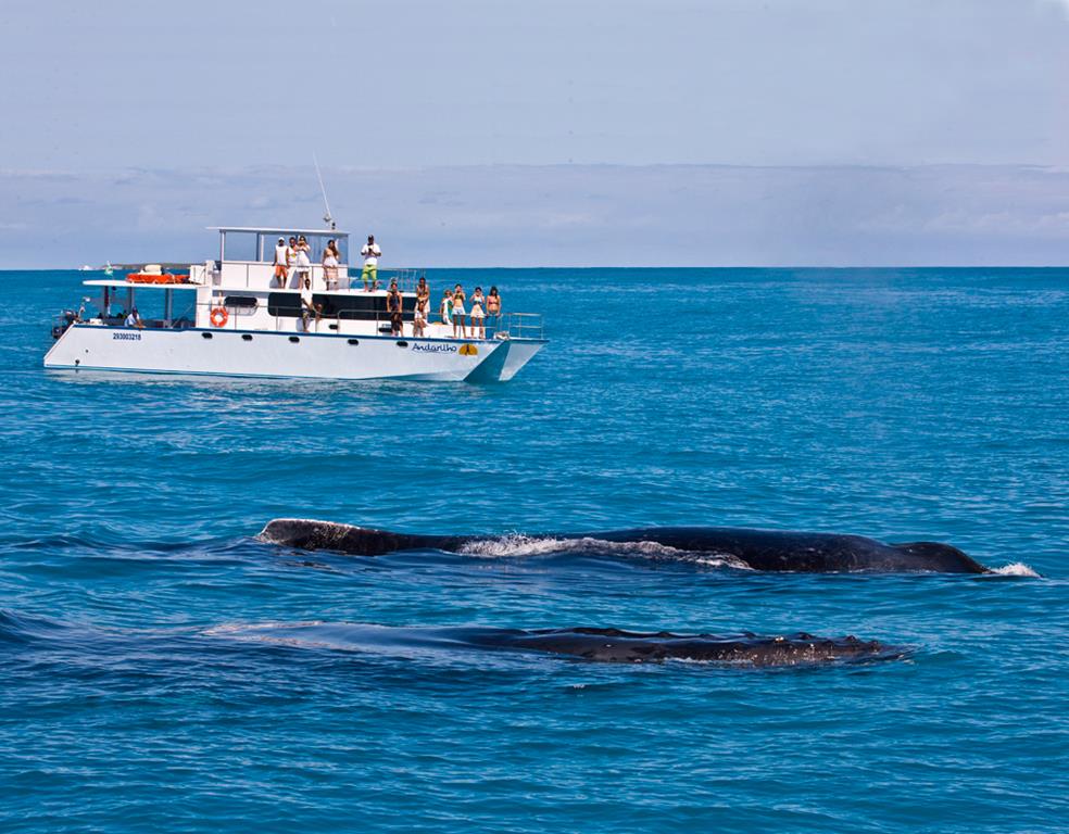 observando baleia-jubarte durante a expedição de cruzeiro científico. (Foto: Projeto Baleia Jubarte)