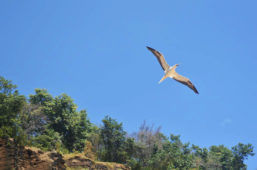 voo de atoba na praia do sancho
