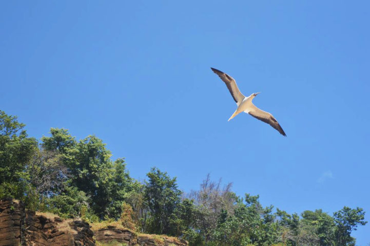 voo de atoba na praia do sancho