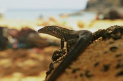 mabuia especie endemica noronha