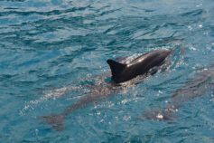 golfinho rotador noronha