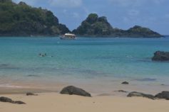 gameleira da praia do meio noronha