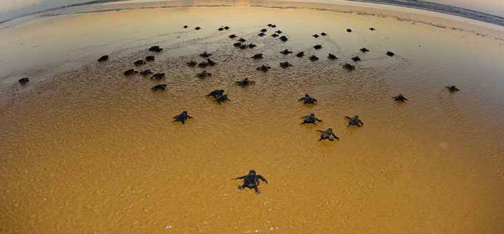 Aberta a temporada das tartarugas em Regência-ES.