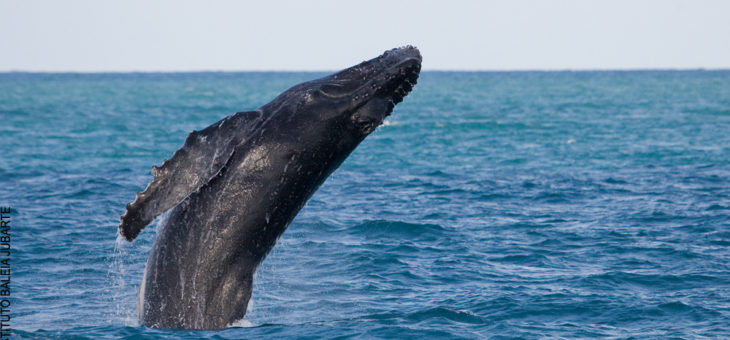Temporada de observação de baleias-jubarte 2020