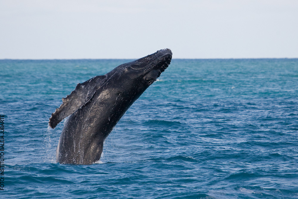 salto do filhote de baleia-jubarte no mar dos Abrolhos-BA (Foto: Projeto Baleia Jubarte)