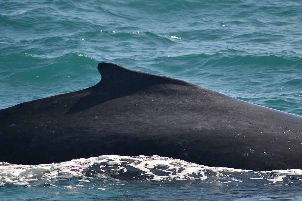 Observação de Baleias em Vitória - ES