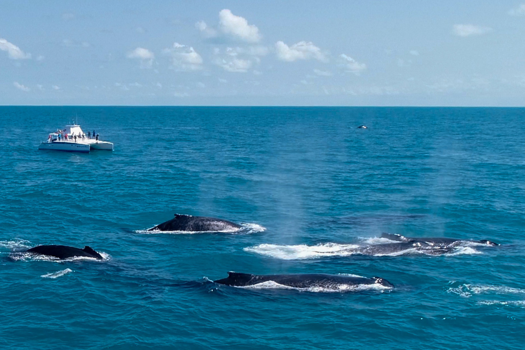 Abrolhos-BA, é o local de maior concentração de baleia-jubarte em toda costa oeste do atlântico sul durante a temporada reprodutiva. Registro feito durante a expedição de cruzeiro científico. (Foto: Projeto Baleia Jubarte)