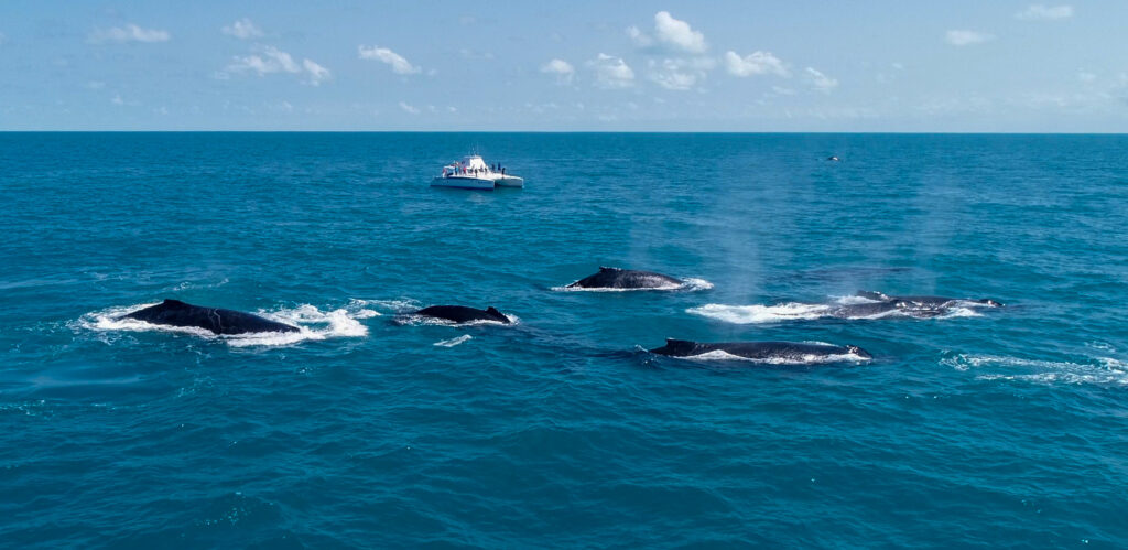 Catamarã da Expedição Cruzeiro Científico acompanhando um grupo de baleias jubarte em Abrolhos 