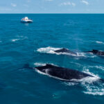Foto aérea Catamarã da Expedição Cruzeiro Científico acompanhando um grupo de baleias jubarte em Abrolhos 
