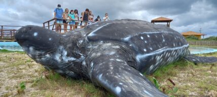 tartaruga de couro-replica