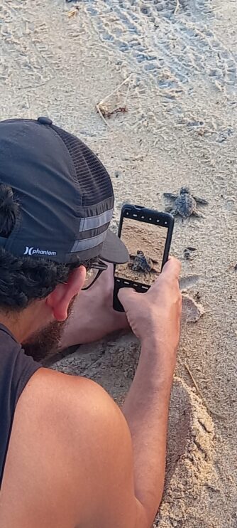 flagrante filhote tartaruga marinha