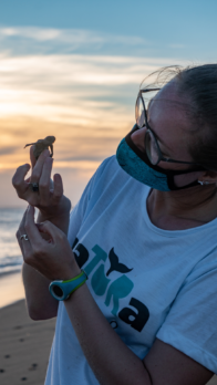 tartaruga marinha filhote