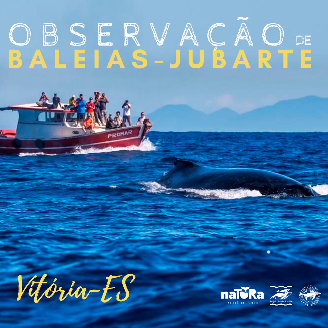 Observação de baleias em Vitória - ES