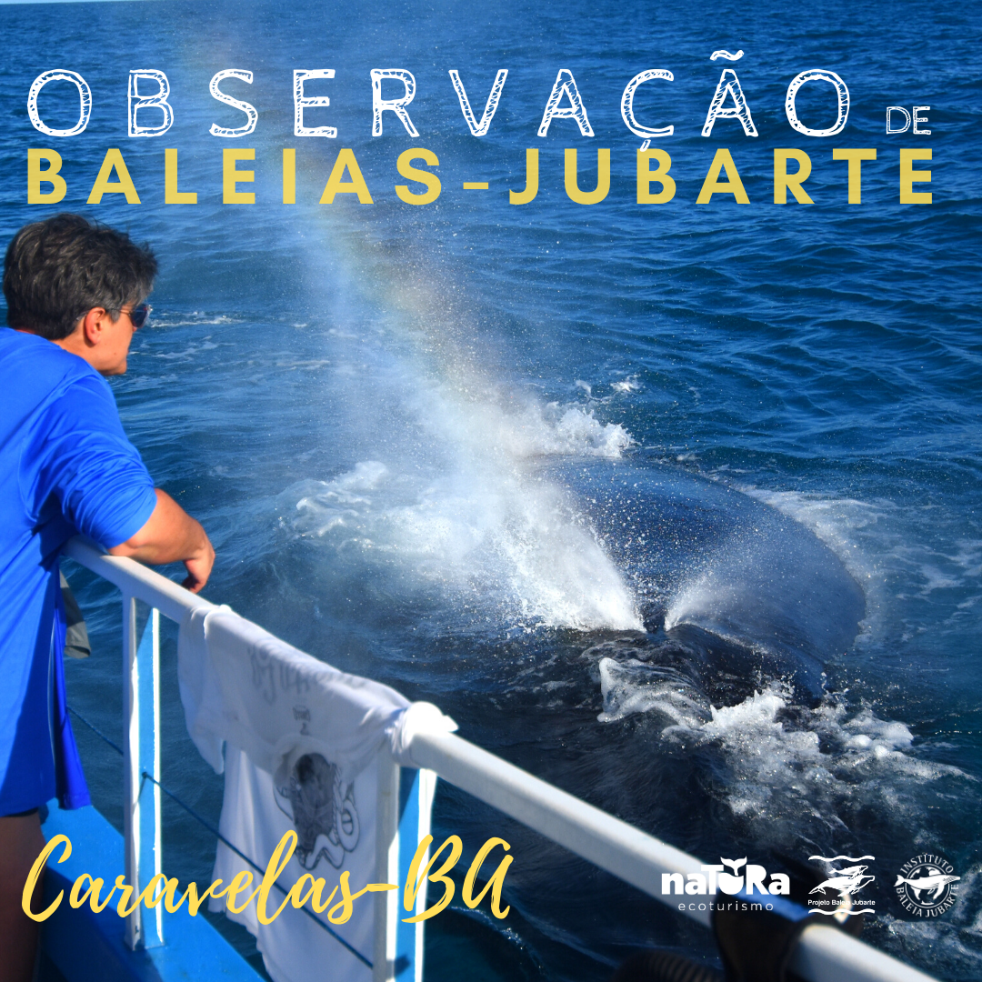 Observação de Baleias em Caravelas - BA