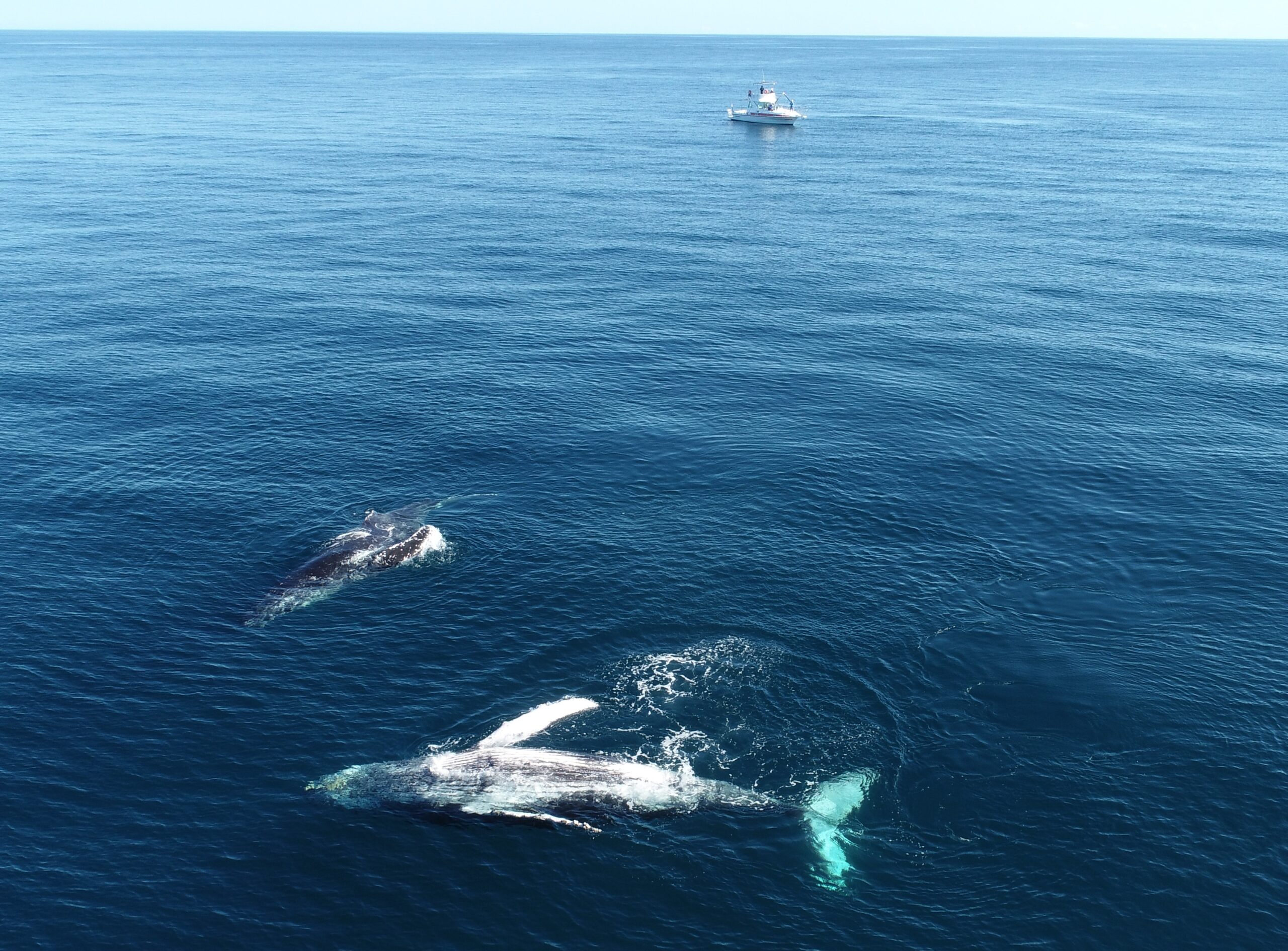 Abrolhos-BA, é o local de maior concentração de baleia-jubarte em toda costa oeste do atlântico sul durante a temporada reprodutiva. (Foto: Projeto Baleia Jubarte)
