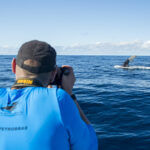 Foto-identificação de cauda de baleia-jubarte (Foto: Projeto Baleia Jubarte)